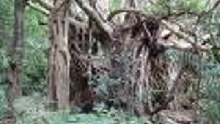 文明を侵食する自然の生命力を感じられる場所