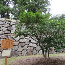 １本だけポツンとあります