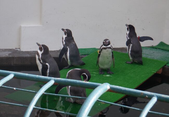 近畿地方の動物園 クチコミ人気ランキングtop フォートラベル