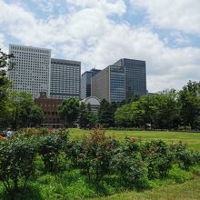 日比谷公園 第二花壇 