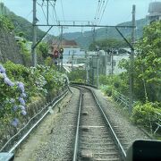6月中旬、紫陽花が線路沿いに咲いていました。