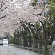 市街地になる函館の桜の名所