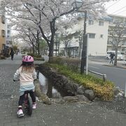 桜の絨毯で自転車トレーニング