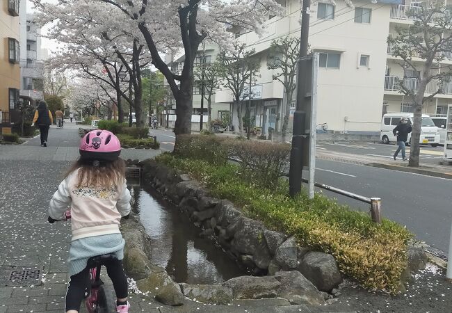 桜の絨毯で自転車トレーニング