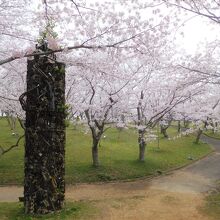 東駐車場そばの桜並木