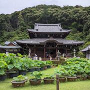 あじさい寺