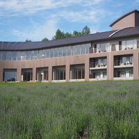 もう少しでラベンダーが満開になります。