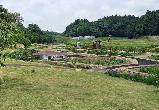 花菖蒲の郷公園