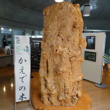 ダム建設時に伐採されたカエデの木