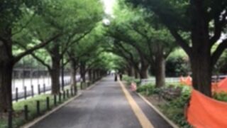 ロケやドラマで使用される並木道