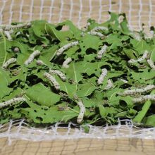 東置繭所のお土産屋の前に生きた蚕と繭があった