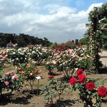 世界各国のバラの花が見られます