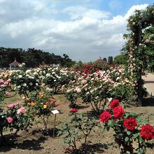 世界各国のバラの花が見られます