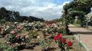 前橋市が誇れる「ばら園」もあります