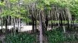 樹齢400年の藤の満開の花は見応えがあります