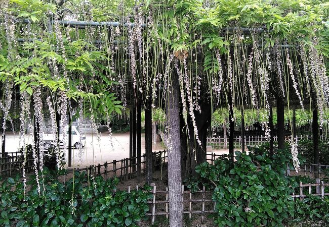 樹齢400年の藤の満開の花は見応えがあります