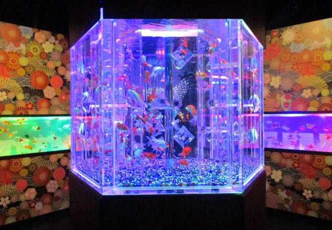アートアクアリウム ミュージアム クチコミ アクセス 営業時間 日本橋 フォートラベル アートアクアリウム ミュージアム クチコミ アクセス 営業時間 日本橋 フォートラベル