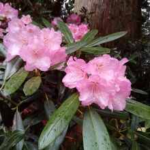 境内のシャクナゲの花