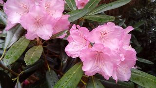 シャクナゲの花が綺麗