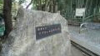 雀が住んでいた竹林が見事