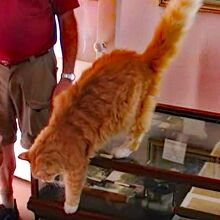 建物内部に猫もいます