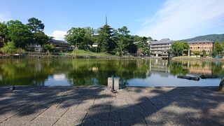 池に小さなエビがいっぱい