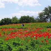 見どころが多い公園。2021年5月下旬にはポピーが満開！