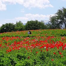 お天気にも恵まれて、素晴らしいポピー畑が楽しめました。