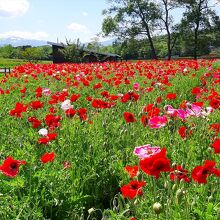 ポピー畑を歩いたり…、