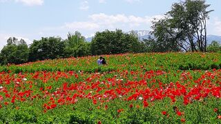見どころが多い公園。2021年5月下旬にはポピーが満開！