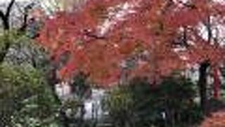 紅葉がきれいでした