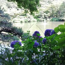 紫陽花エリアと池の噴水