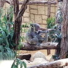 コアラ舎のコアラ