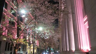 夜はライトアップされていました（桜）