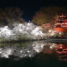 お堀に映る桜もきれい