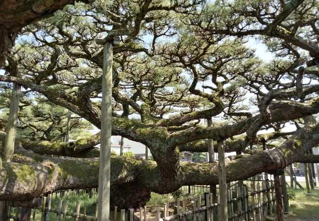 圧巻の雲竜の松