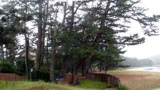 白砂青松の浜です。