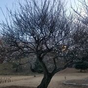 1月中旬の花の広場の白梅