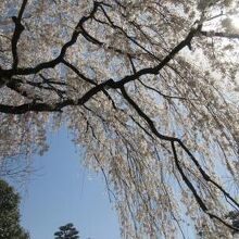 北門に近い糸桜