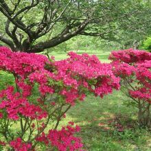 つつじが咲いていました