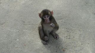 かわいいサルたちに癒される