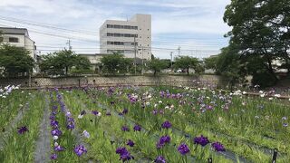 桑名花菖蒲まつり