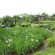 入園無料の葛飾区の菖蒲園