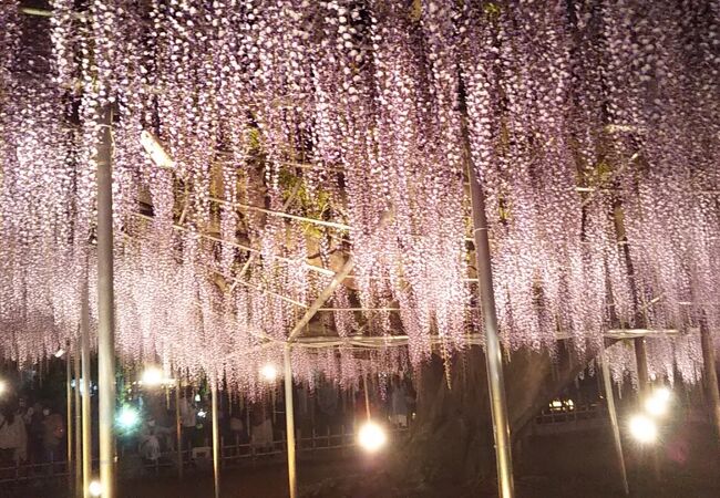 あしかがフラワーパーク