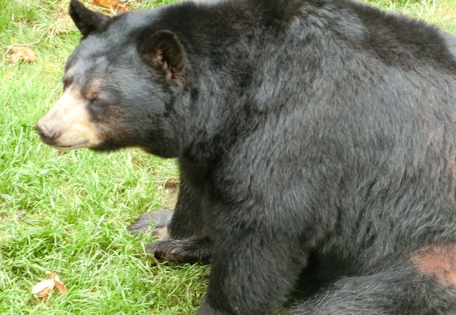 オレゴン動物園