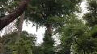 大きなイチョウの木