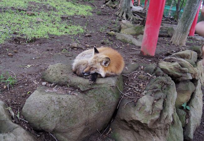 宮城蔵王キツネ村 クチコミ アクセス 営業時間 白石 フォートラベル 宮城蔵王キツネ村 クチコミ アクセス 営業時間 白石 フォートラベル
