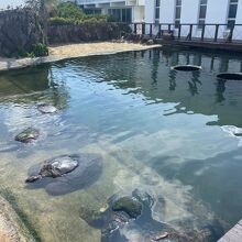 串本海中公園ウミガメ