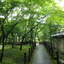 庭の緑が綺麗でした
