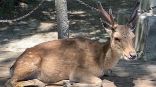 奈良といえば鹿！